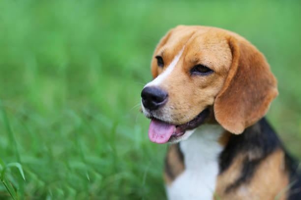 istock Beagle dog sitting down on the green grass. 1010770842