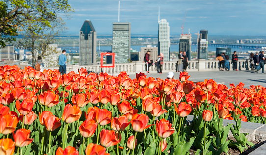 A bed of tulips are in bloom at the chalet overlooking downtown Montreal.