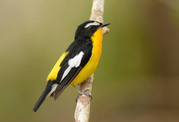 istock male Yellow-rumped Flycatcher 1010771090