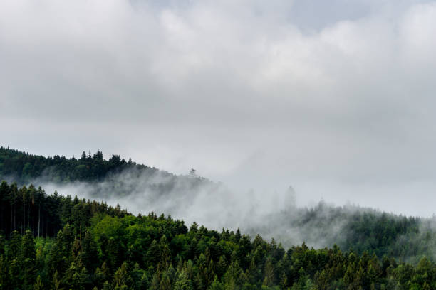 istock Germany, Impressive misty atmosphere in black forest landscape 1010771212