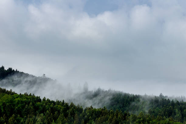 istock Germany, Foggy black forest landscape 1010771536