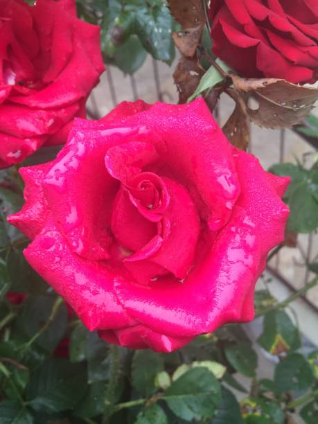 istock red rose among the leaves in nature 1010773870