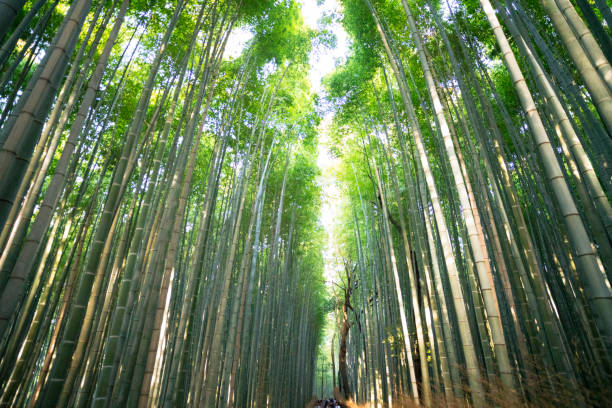 istock Bamboo Forest in Kyoto, Japan 1010778398