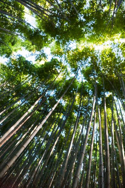 istock Bamboo Forest in Kyoto, Japan 1010778400