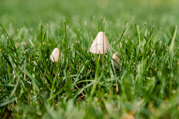 istock little white mushrooms in cut green grass 1010780680