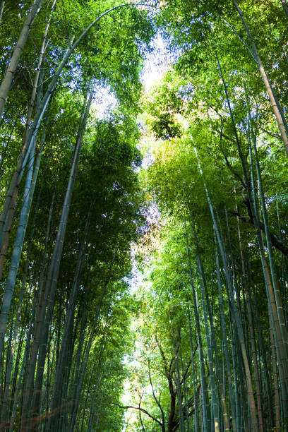 istock Bamboo Forest in Kyoto, Japan 1010780796