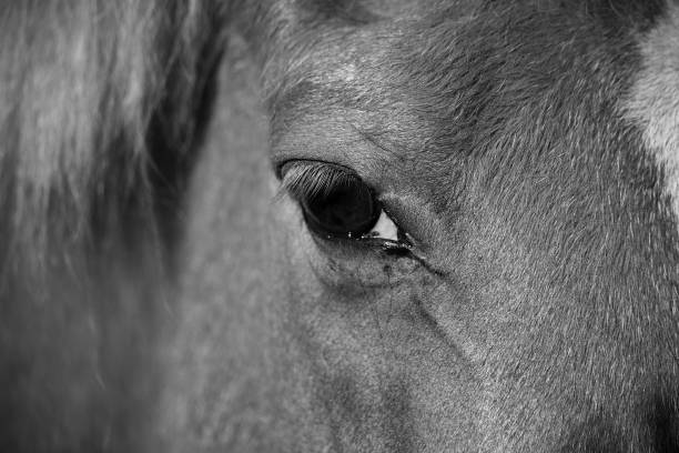 istock close up from an iceland horse eye 1010780892