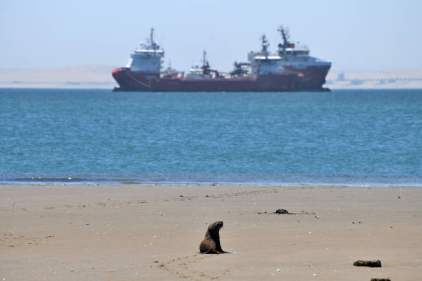 The seal pup is in the centre of the photograph, with tracks showing where he has come from. He looks as if he’s aiming for the ship. The ship is shown in the distance.\n The photograph is taken on the sand of Pelican Point spit. Pelican Point is a a breeding ground for Cape Fur Seals.\n\nPelican Point is near Walvis Bay Namibia. The photo was taken in February 2018