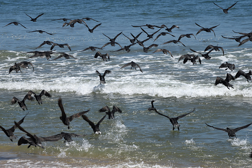 The cormorants are flying away from the camera. They have just taken off and are skimming the water, and a wave approaching the shore.\n\nThe photo was taken close to Pelican Point in February 2018.