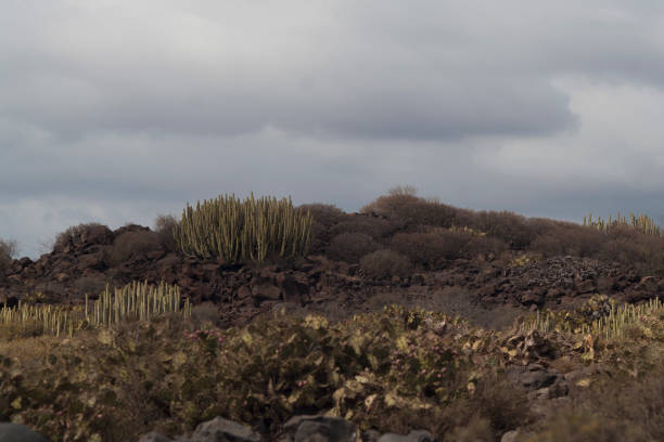 paesaggio africano. cespuglio di cactus sulla valle - lost horse valley foto e immagini stock