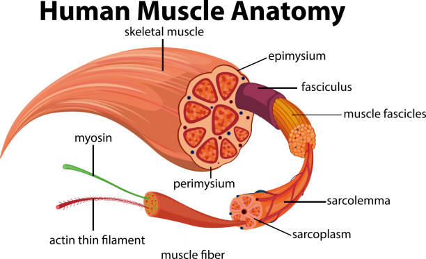 Human Muscle Anatomy Diagram Human Muscle Anatomy Diagram illustration myosin stock illustrations