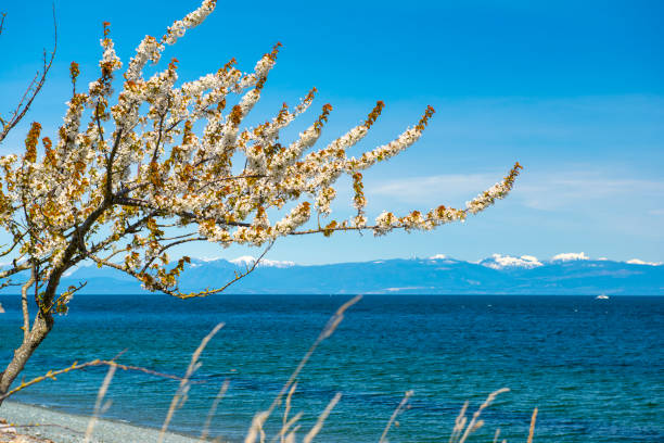 istock Nanaimo beach with rocky Mountains in the background at spring time 1010799042