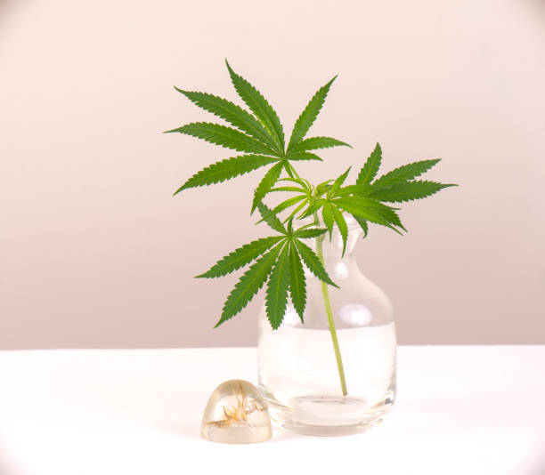 Glass vase with cannabis leaves isolated over light blackground - fotografia de stock