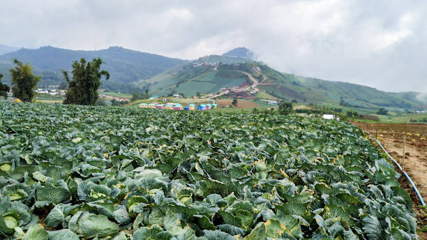 istock Plants Growing On Field Against Sky 1010799412