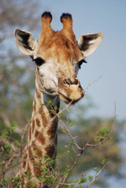 istock Giraffe in Savanna 1010801386