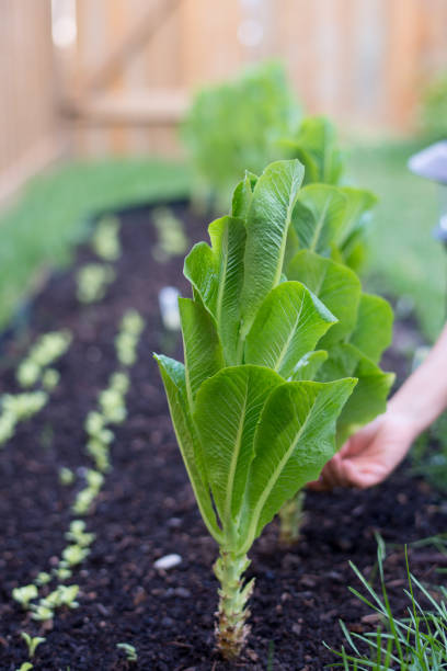 自家製食材 - カナダの裏庭からレタスを収穫 - environment homegrown produce canada north america ストックフォトと画像