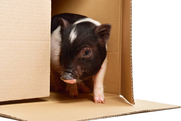 istock Little cute piglet, peeking of the box 1010810150