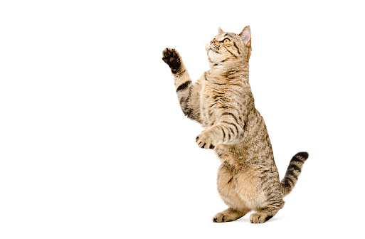 Playful cat Scottish Straight standing on his hind legs Isolated on white background