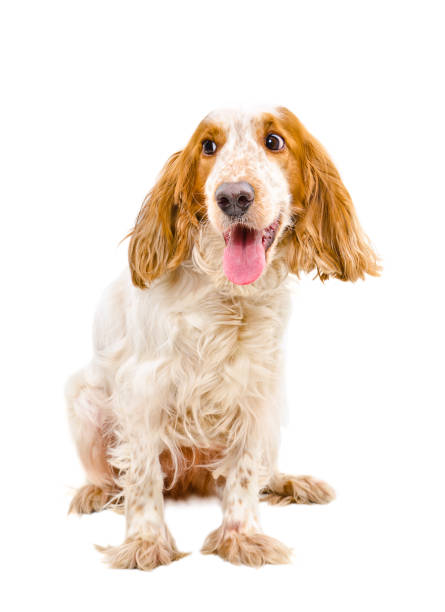 istock Portrait of  funny  Russian Spaniel 1010812270