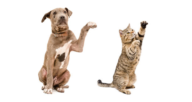 istock Playful puppy pit bull and cat Scottish Straight 1010812272