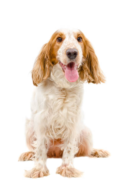 istock Portrait of  Russian Spaniel 1010812284
