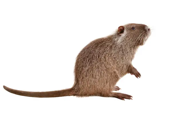 Portrait of a coypu, sitting in profile, isolated on white background