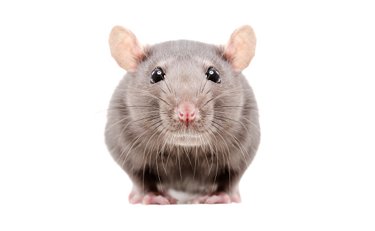 Portrait of a curious gray rat isolated on white background