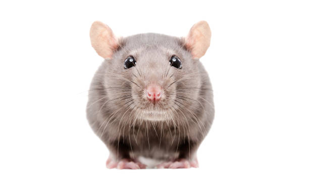 Portrait of a curious gray rat isolated on white background stock photo