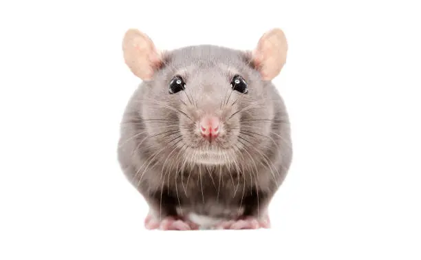 Photo of Portrait of a curious gray rat isolated on white background