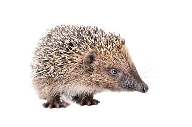 Portrait of a curious sniffing hedgehog