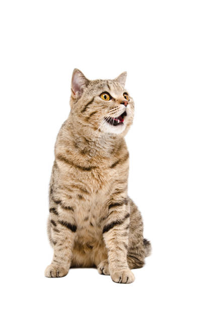 istock Portrait of a cute funny cat 1010812648