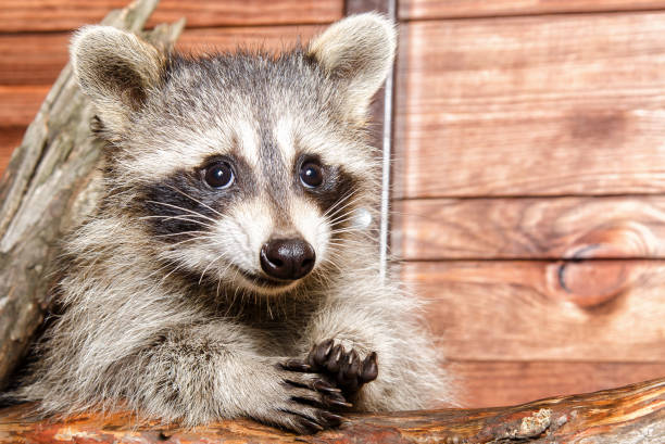 Portrait Of A Cute Raccoon Stock Photo - Download Image Now - Animal, Animal  Body Part, Animal Head - iStock