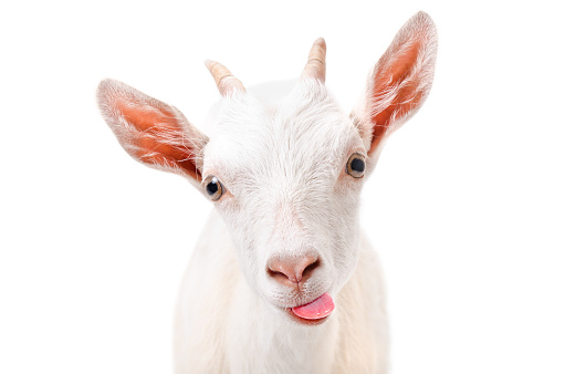 Portrait of a funny goat showing tongue Isolated on white background