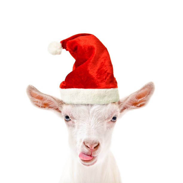 Portrait of a funny goat in a New Year's cap, showing tongue, isolated on white background stock photo