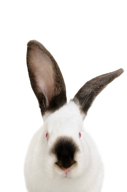 istock Portrait of a funny white albino rabbit 1010812824