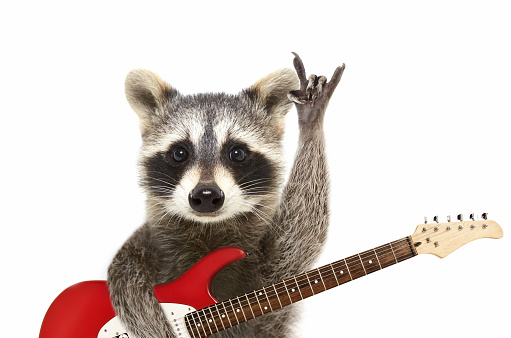 Portrait of a funny raccoon with electric guitar, showing a rock gesture. Isolated on white background