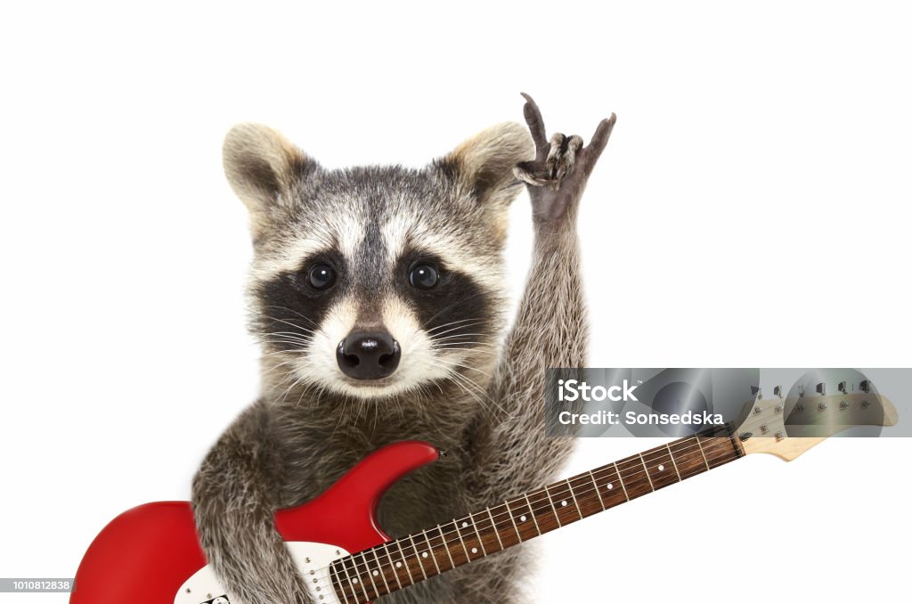 Portrait of a funny raccoon with electric guitar, showing a rock gesture Portrait of a funny raccoon with electric guitar, showing a rock gesture. Isolated on white background Animal Stock Photo