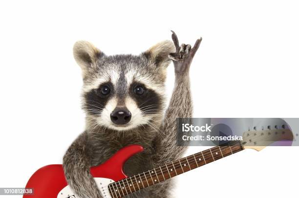 Portrait Of A Funny Raccoon With Electric Guitar Showing A Rock Gesture - Fotografias de stock e mais imagens de Humor