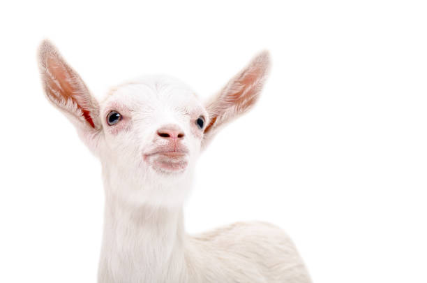 Goat Peeking Through Stable Window and Looking at Camera.