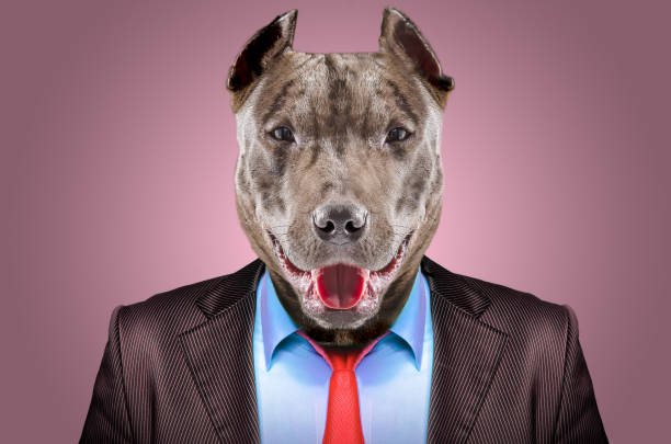 Portrait of a pit bull in a business suit on a pink background Portrait of a pit bull in a business suit on a pink background pit bull power stock pictures, royalty-free photos & images