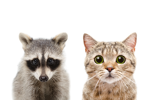Portrait of a raccoon and cat Scottish Straight, closeup. Isolated on white background