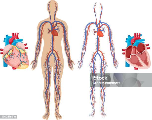 Human Heart And Cardiovascular System Stock Illustration - Download Image Now - Cardiovascular System, Heart - Internal Organ, Diagram