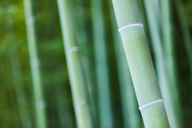 Bamboo Forest in Arashiyama, Kyoto, Japan.