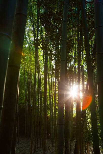 istock Bamboo Forest in Kyoto, Japan 1010832212