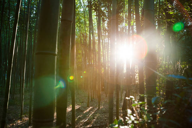 istock Bamboo Forest in Kyoto, Japan 1010832690