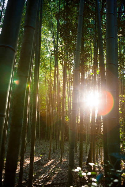 istock Bamboo Forest in Kyoto, Japan 1010832732
