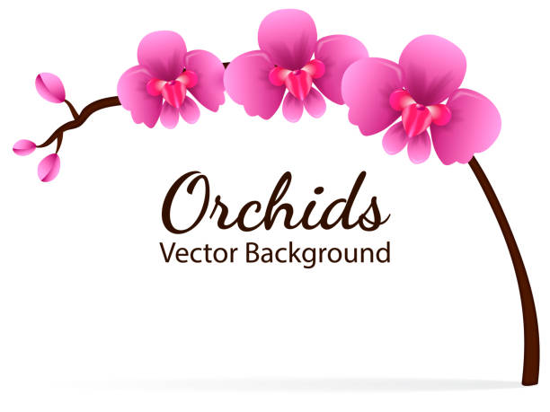 ilustrações, clipart, desenhos animados e ícones de ramo com flores da orquídea violetas. ilustração vetorial - violet blossom spring nature