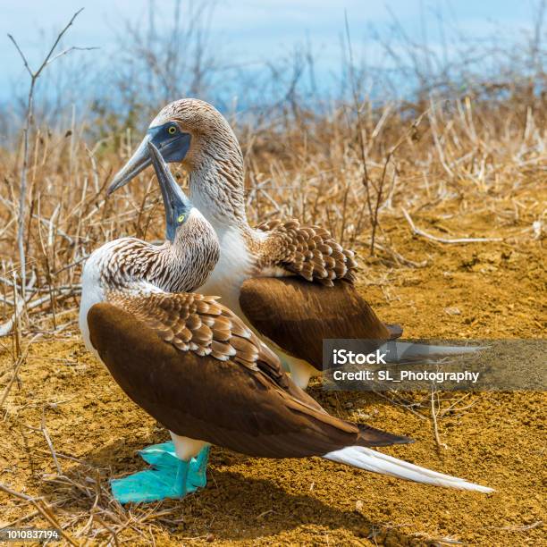 Blue Footed Boobies Mating Dance Galapagos Stock Photo - Download Image Now - Galapagos Islands National Park, Animal, Animal Behavior