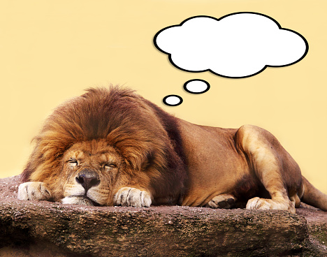 Sleeping lion with thought bubble