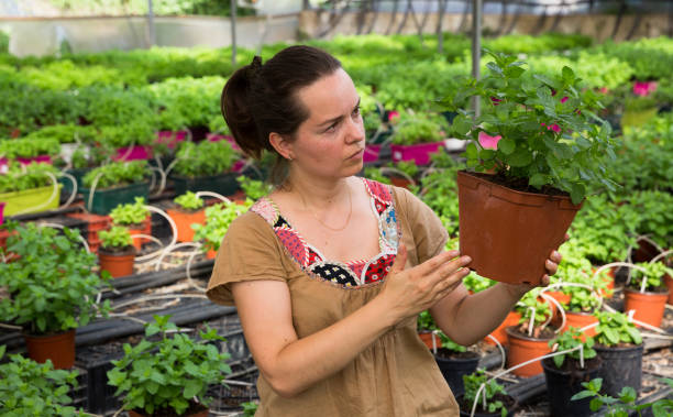 istock Young female worker arranging peppermint while gardening 1010846132